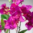 54  Bougainvillea Spray: Dark Fuchsia Sale