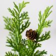 10  Cypress Pine With Pinecone Pick Online