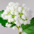 11  Mini Rambutan Pick: White Online Hot Sale