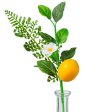 10  Fern, Greenery, Lemon Pick Online