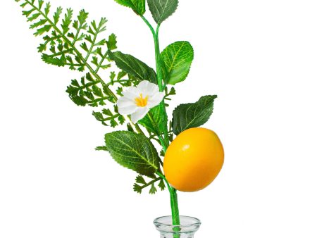 10  Fern, Greenery, Lemon Pick Online