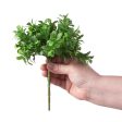 9   Boxwood Bush Discount