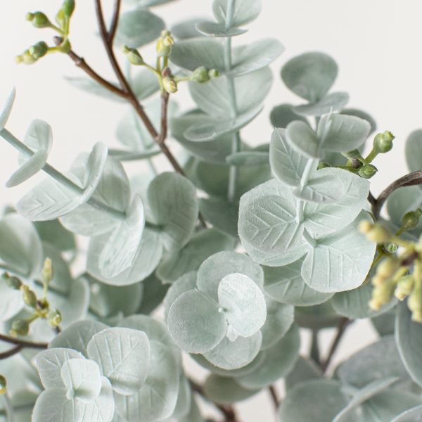 11  Dusty Mini Eucalyptus Bush Online Hot Sale