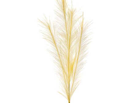 42  Pampas Grass Branch: Ivory Hot on Sale