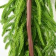 6  Norfolk Pine Garland For Sale