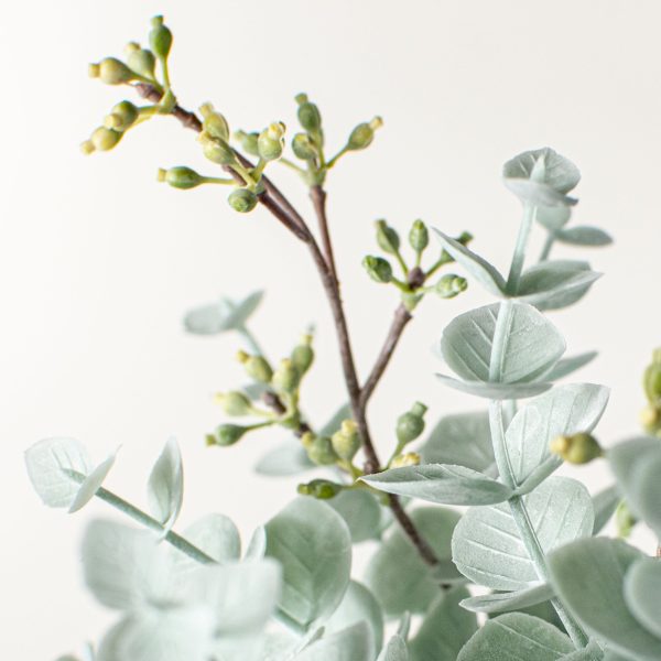 11  Dusty Mini Eucalyptus Bush Online Hot Sale