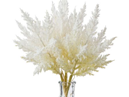 12  Dried Pampas Grass Bundle: Bleached For Sale