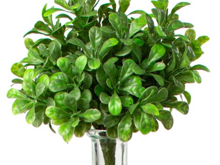 9   Boxwood Bush Discount