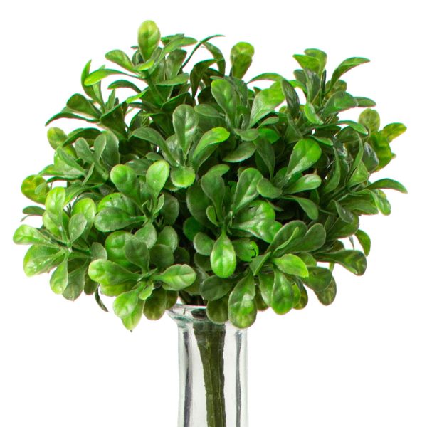 9   Boxwood Bush Discount