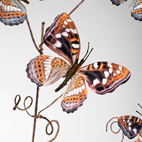 37  Butterfly Branch: Brown & Orange Fashion