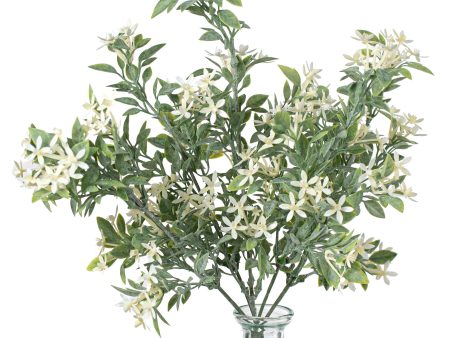 13  Mini Star Flower Bush: White For Cheap