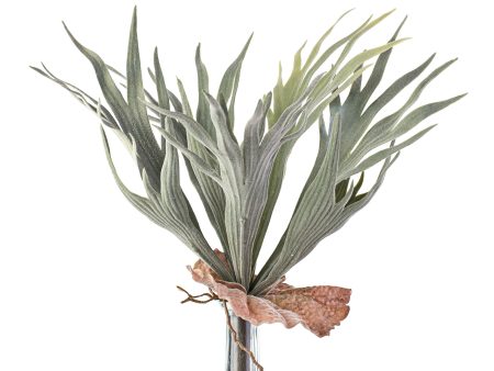 13  Staghorn Fern Bush Supply