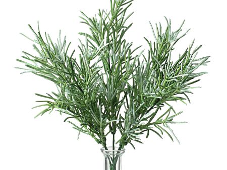 12  Rosemary Bush Discount