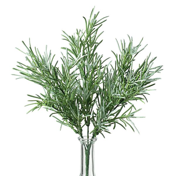 12  Rosemary Bush Discount