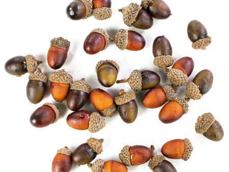 1.25  Assorted Fall Acorns Discount