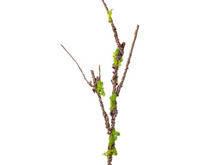 35  Moss Twig Spray Supply