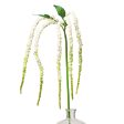 38  Amaranthus Hanging Spray: Cream Fashion