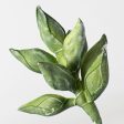 13  Seed Pod Cluster Pick: Sage Green Hot on Sale