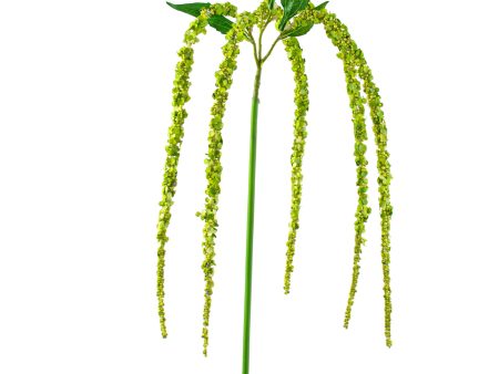 38  Amaranthus Spray: Green For Discount