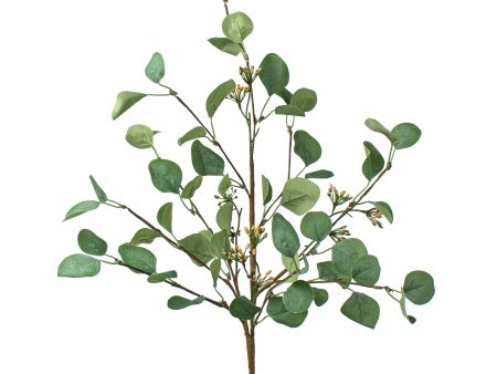 32  Silver Dollar Eucalyptus Seed Berry Spray Hot on Sale